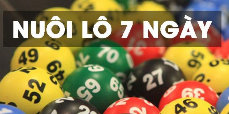 Hiểu về cách nuôi lô 7 ngày không khó