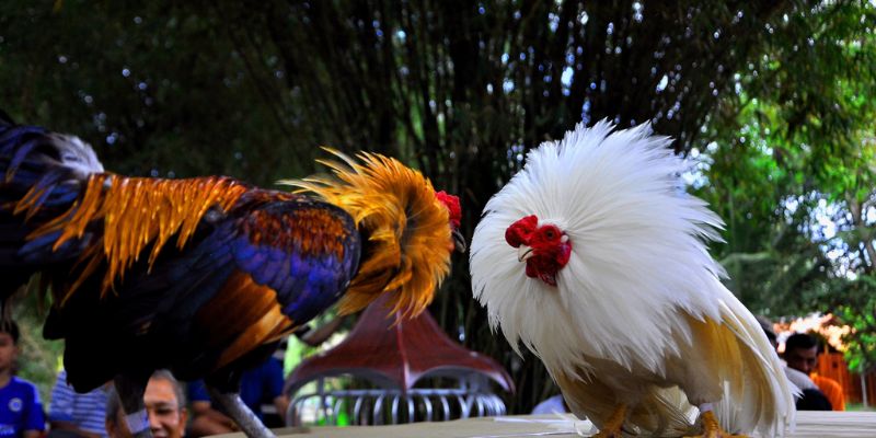 Tìm hiểu chi tiết về Đá gà Thomo