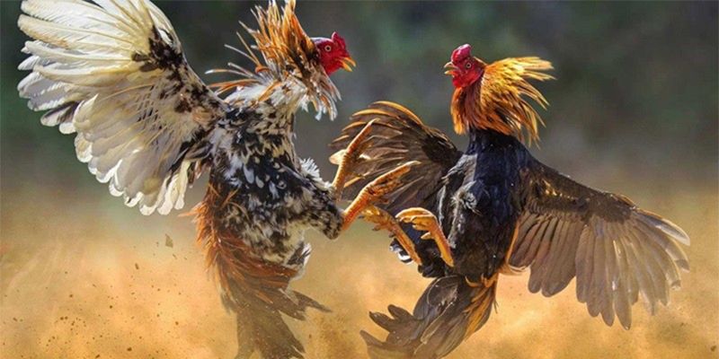 Những kèo cược phổ biến trong Đá gà Thomo