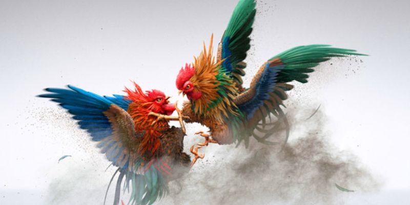 Kinh nghiệm tham gia Đá gà Thomo hiệu quả